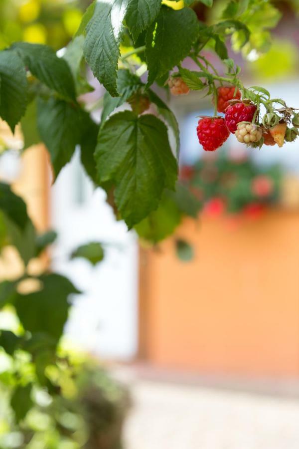 Gites De Charme Chez Christine Ottrott Exterior foto